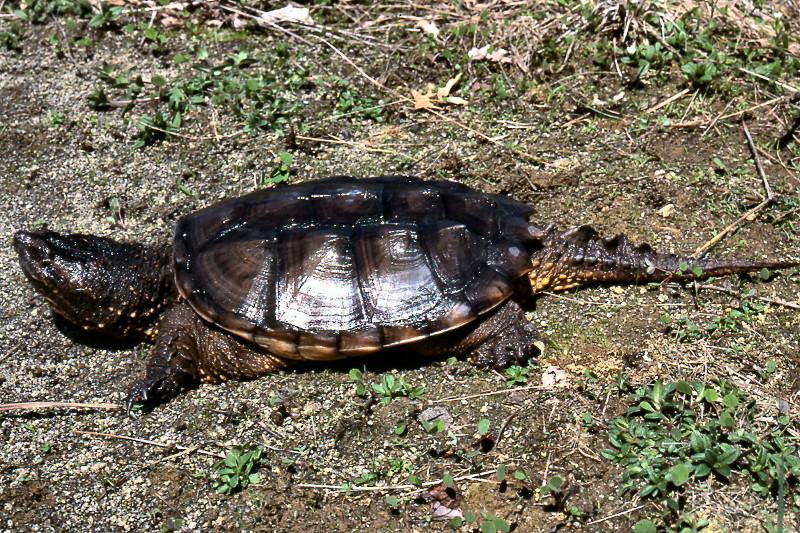 Snapping turtle (Chelydra serpentina). Credit: Jack Ray